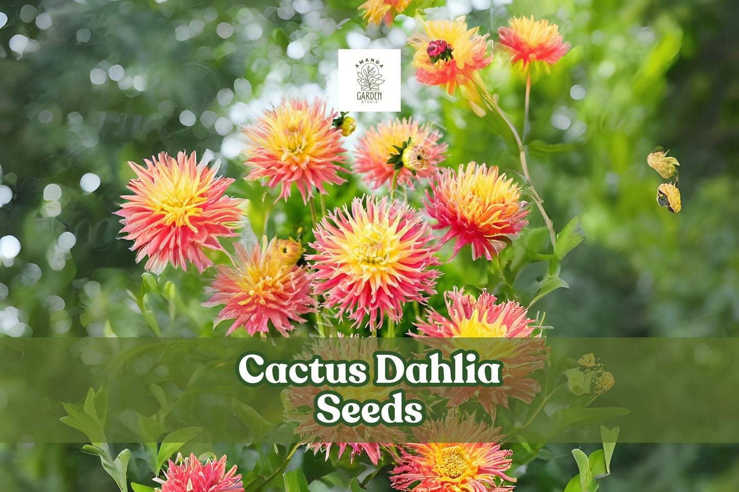 Cactus Dahlia Seeds - Mixed Colors, 50+ Seeds, Dahlia × variabilis, Summer Blooms for Cut Flower Gardens