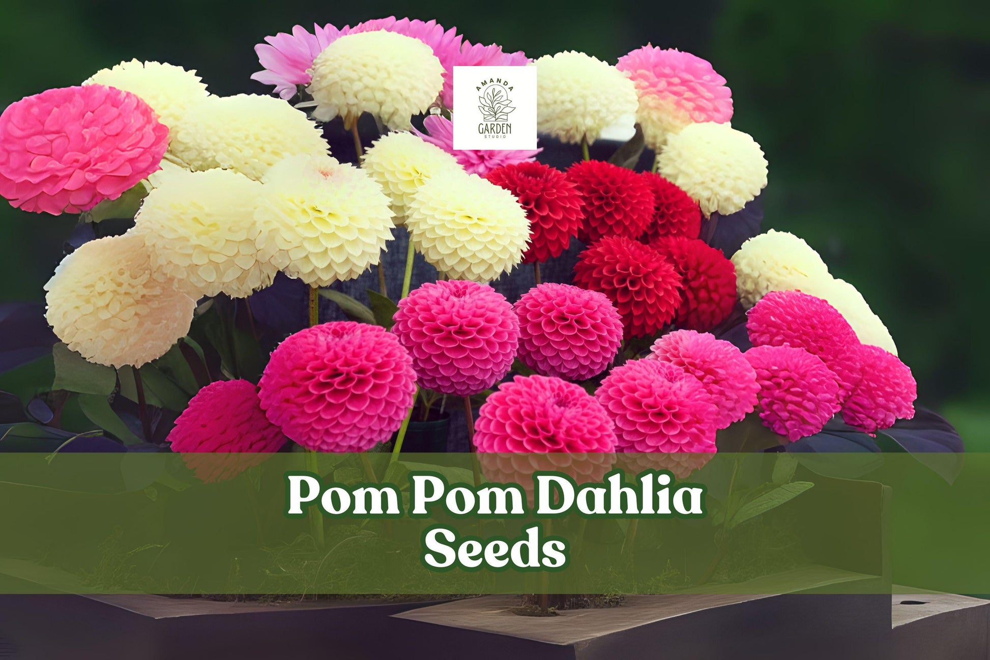 Pom Pom Dahlia Seeds - Mixed Colors, 100+ Fresh Seeds, Dahlia × variabilis, Easy-to-Grow Cut Flowers for Summer to Frost