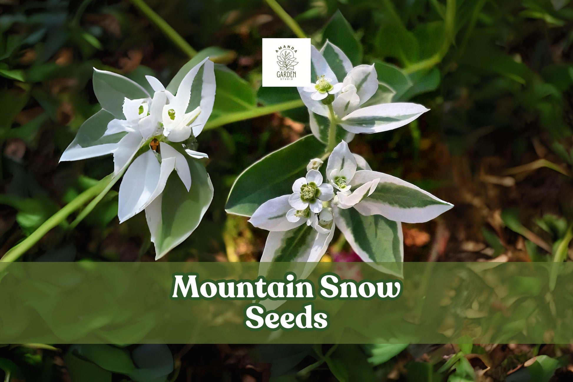 50+ Mountain Snow Seeds, Snow-on-the-Mountain, Euphorbia marginata, White-Edged Bracts, Full-Sun Annual, Easy to Grow
