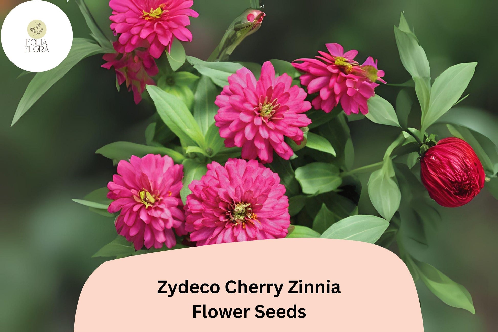 Zydeco Cherry Zinnia Seeds - 100+ Non-GMO Heirloom Red Blooms (Zinnia elegans) for Pollinator Gardens & Cut Flowers