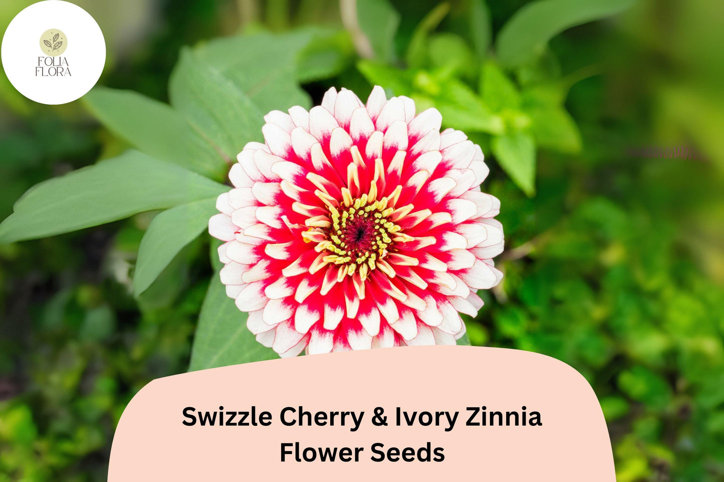 Zinnia Seeds - 100+ Swizzle Cherry & Ivory Bi-Color Blooms - Zinnia elegans - Attract Pollinators, Easy to Grow Annual Flowers