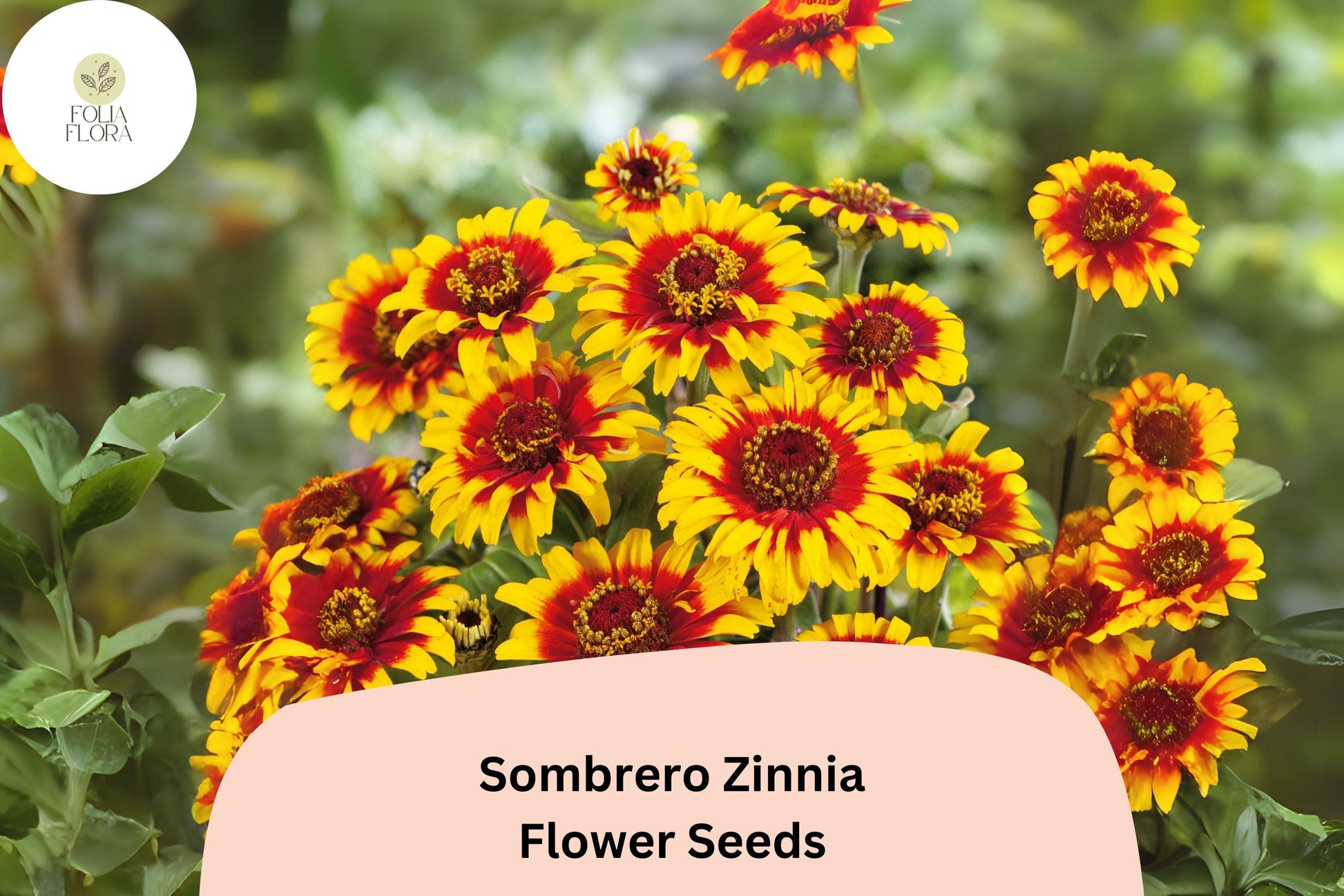 Sombrero Zinnia Seeds - 100+ Heirloom Non-GMO Annual Flowers - Vibrant Mixed Colors (Zinnia elegans) for Summer Gardens