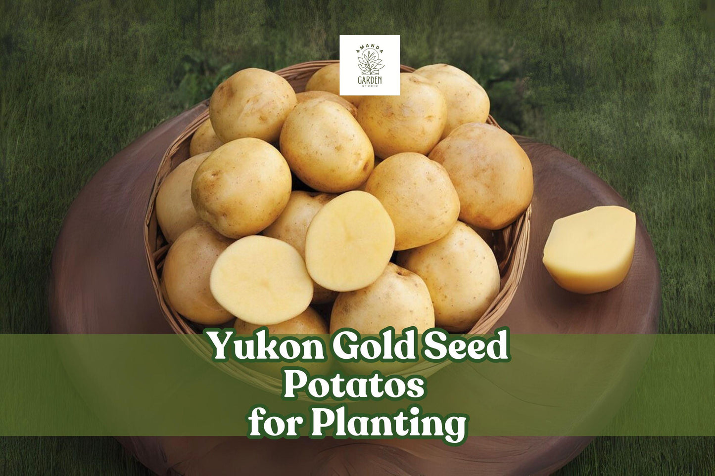 Yukon Gold Seed Potatoes - 2 Pack - Early Harvest - Solanum tuberosum - High Yield, Versatile, Disease Resistant