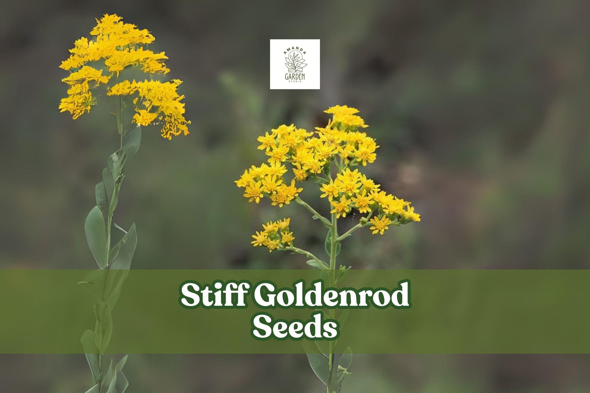 100 Stiff Goldenrod Seeds - Oligoneuron rigidum - Drought-Tolerant Perennial for Pollinators - Late Summer Bloom