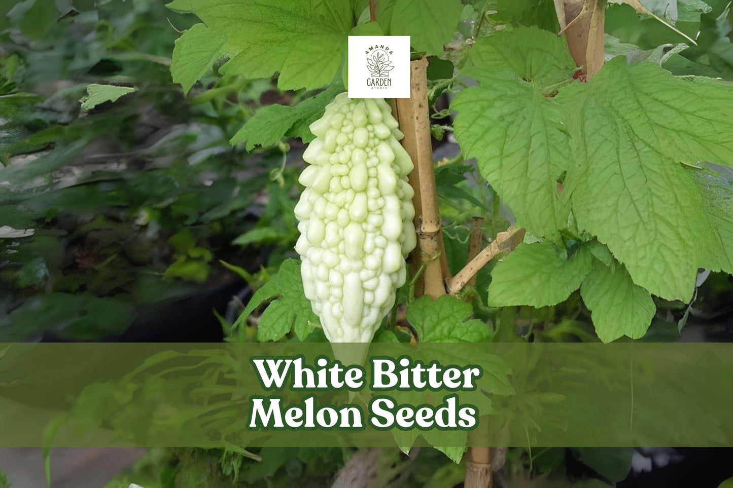 White Bitter Melon Seeds - 6 Rare Tropical Climbing Vine Seeds (Momordica charantia) for Unique White Gourds, Easy to Grow