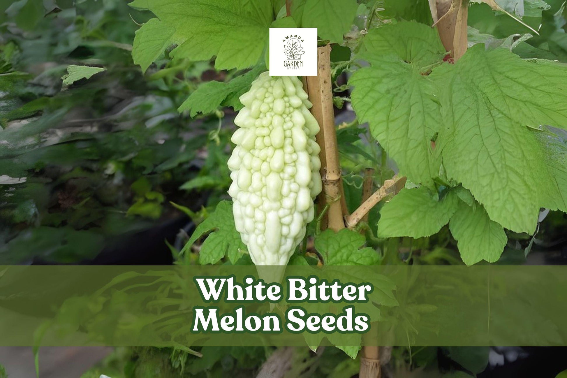 White Bitter Melon Seeds - 6 Rare Tropical Climbing Vine Seeds (Momordica charantia) for Unique White Gourds, Easy to Grow