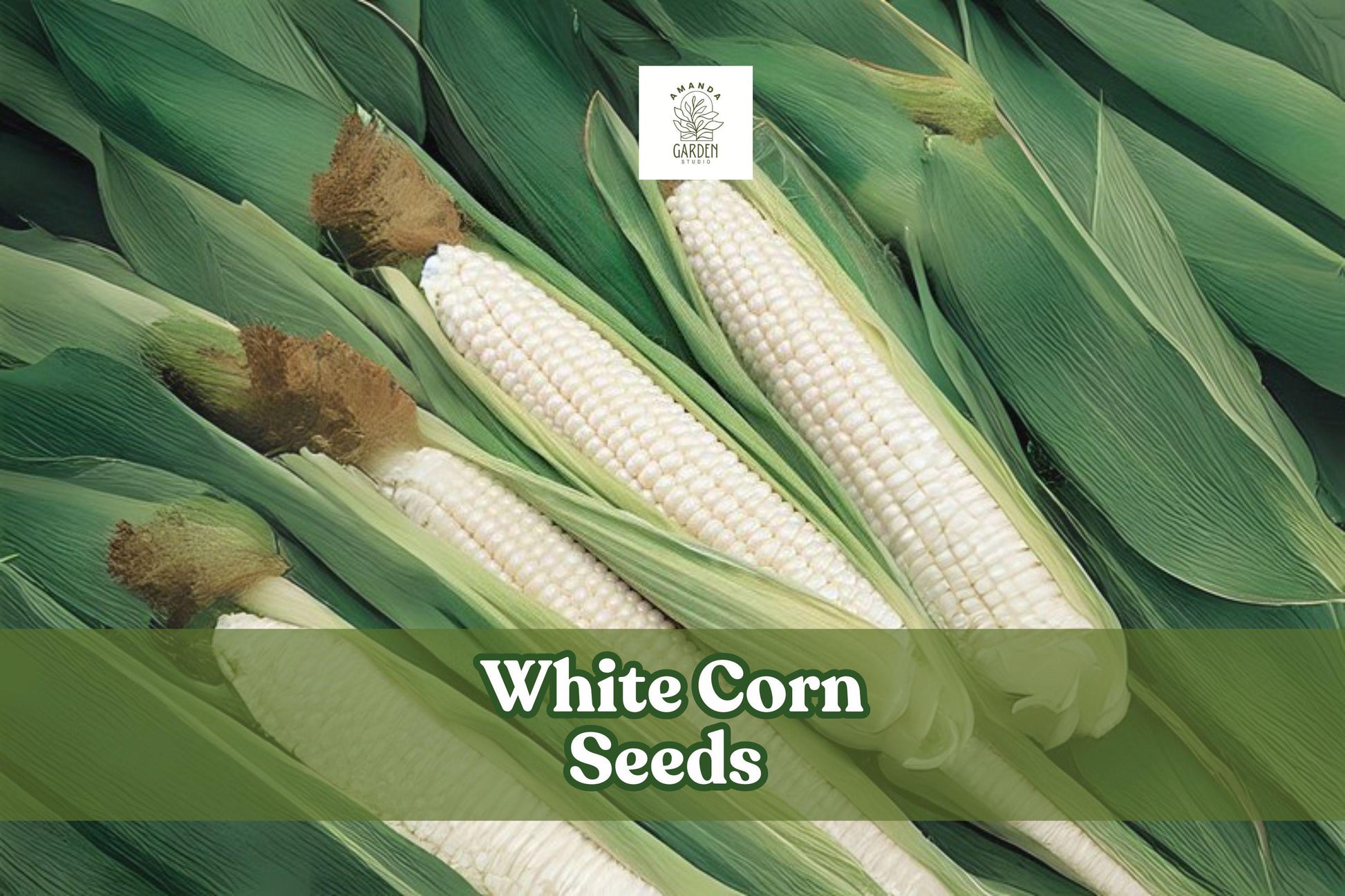 75 White Corn Seeds for Planting | Zea mays | Annual Garden Crop | Warm-Season Variety for Home Gardens and Small Plots