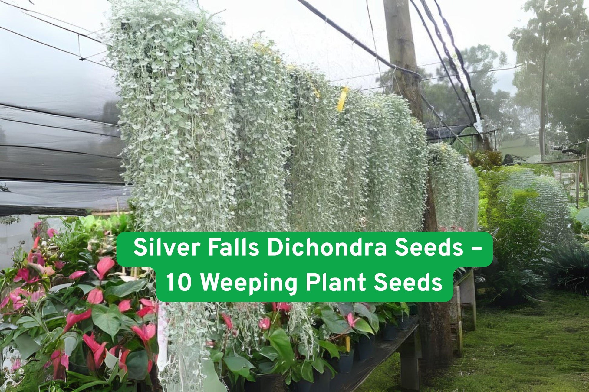10 Silver Falls Dichondra Seeds - Weeping Ground Cover with Silver-Gray Foliage - Dichondra argentea - Drought-Tolerant Perennial