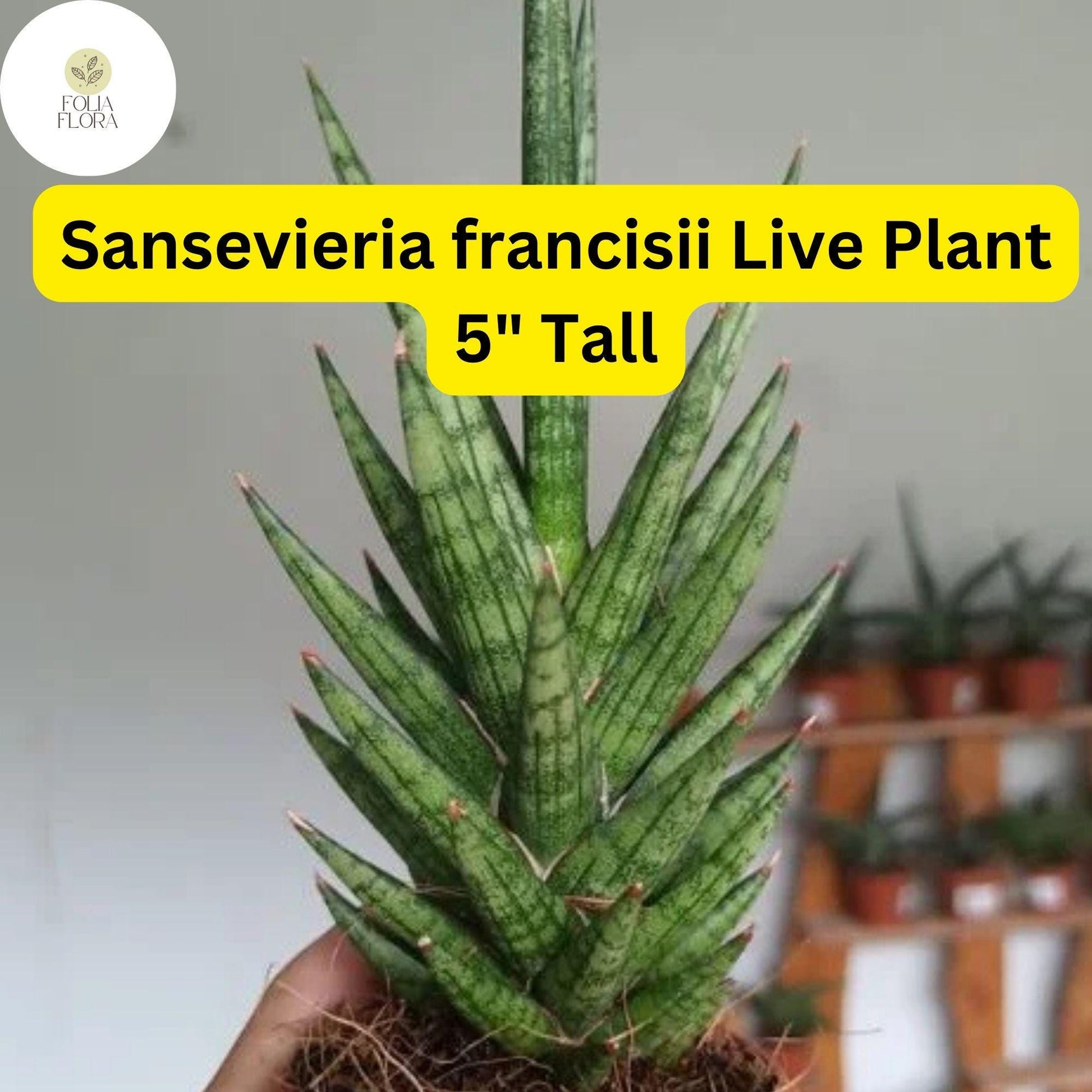 Sansevieria francisii - 5" Live Snake Plant - Drought-Tolerant Succulent - Air-Purifying Indoor Plant with Spiky Green Leaves
