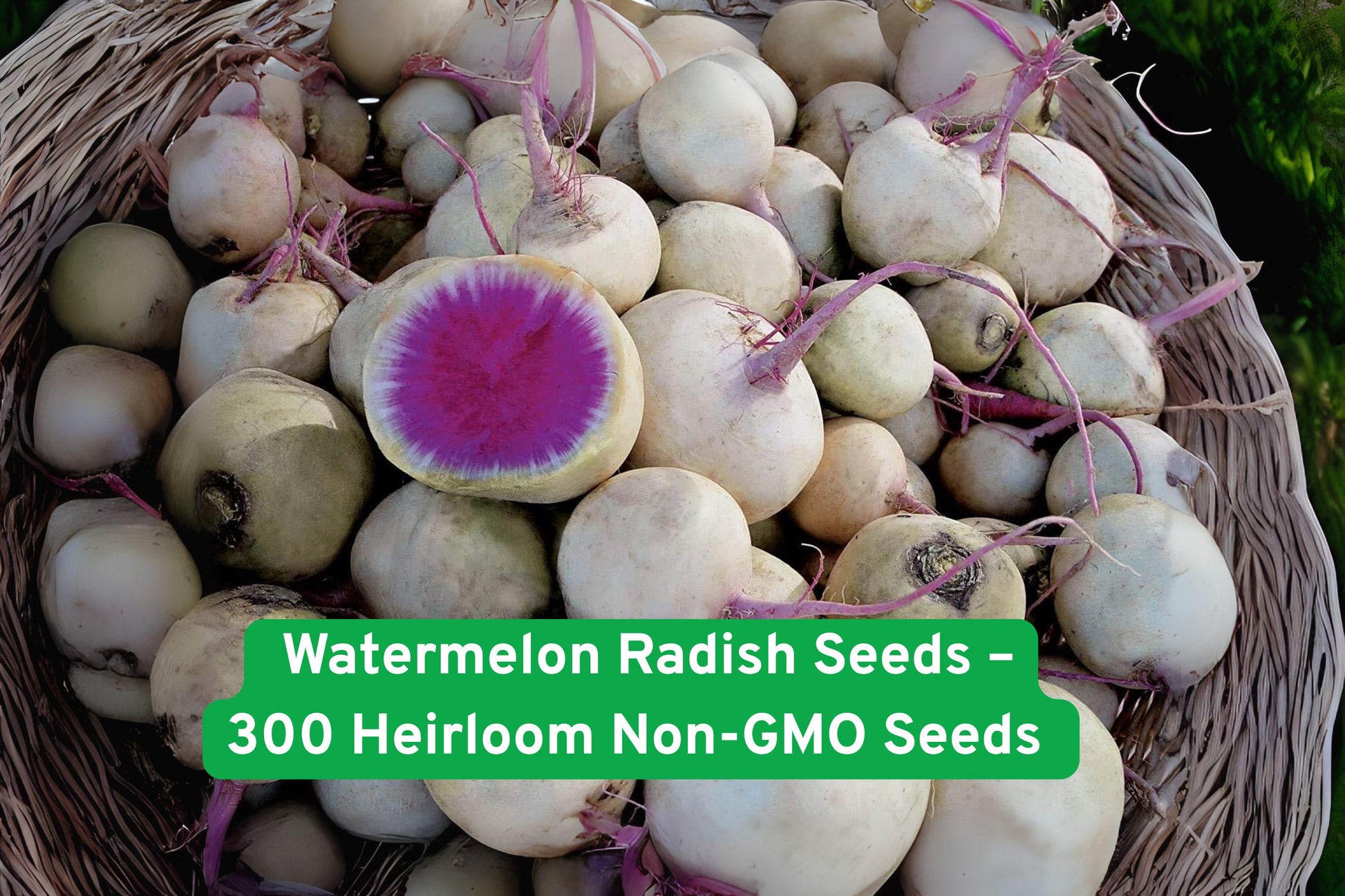 Watermelon Radish Seeds - 300 Non-GMO Heirloom Seeds - Raphanus sativus - Pink Center Variety for Easy Gardening