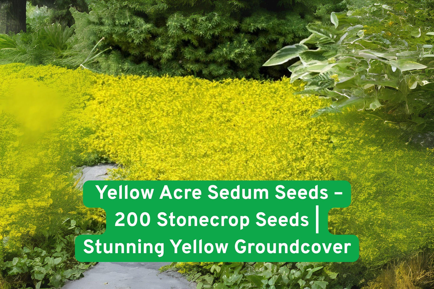 Yellow Acre Sedum Seeds - 200 Non-GMO Drought-Tolerant Groundcover - Sedum acre - Bright Yellow Stonecrop for Xeriscaping