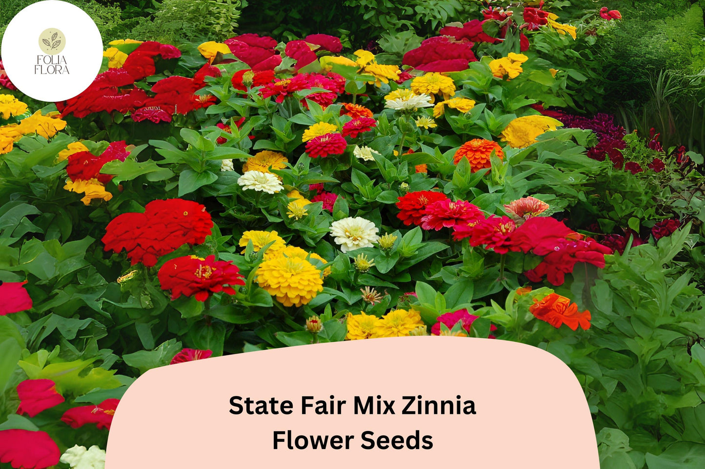 Zinnia Seeds - 100+ State Fair Mix - Non-GMO Annual Flower Garden - Zinnia elegans - Vibrant Red, Pink, Yellow, Orange, White Blooms