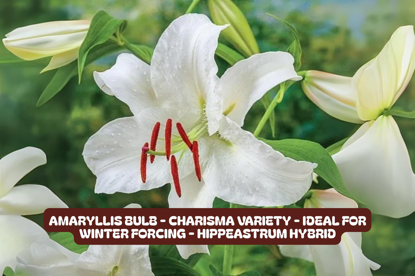 Casa Blanca Lily Bulbs 5 Pack - Fragrant White Flowers Lilium ‘Casa Blanca’ - Perfect for Gardens and Cut Flowers