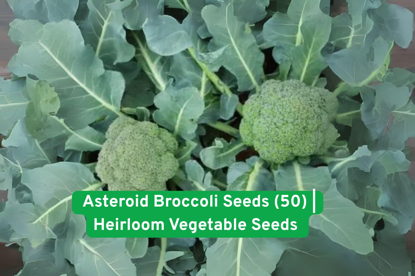 Asteroid Broccoli Seeds 50 Heirloom Non-GMO Heat Tolerant Vegetable (Brassica oleracea) for Spring/Summer Gardens