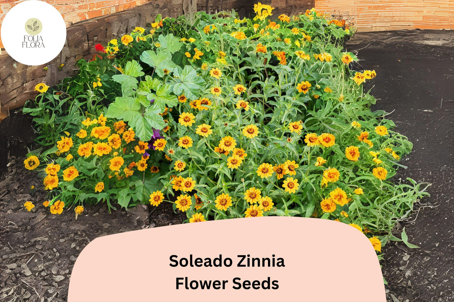 Soleado Zinnia Seeds - 100+ Non-GMO Golden Yellow Flowers - Zinnia elegans - Attracts Pollinators - Easy to Grow