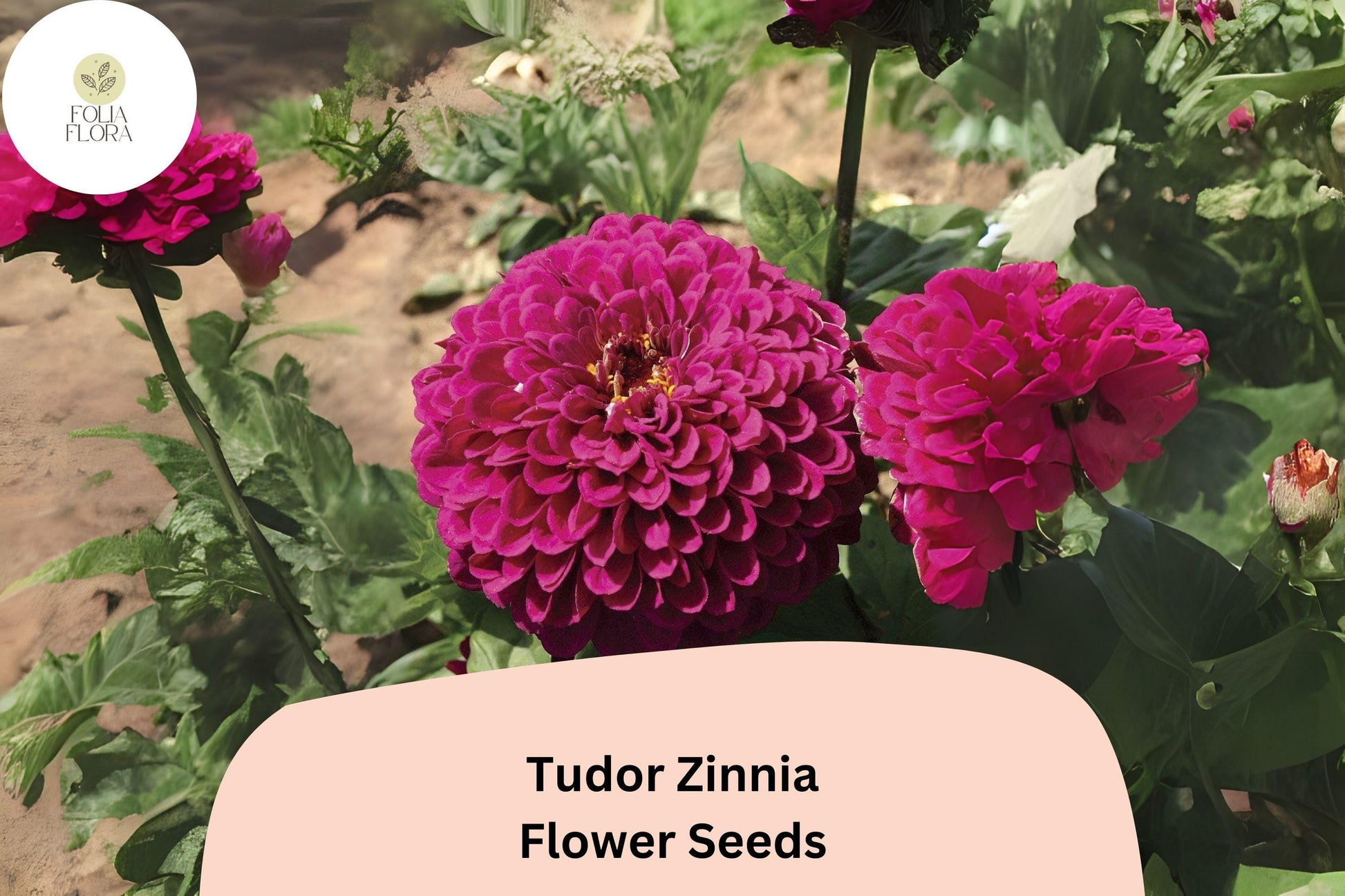 Tudor Zinnia Seeds - 100+ Bi-Color Zinnia elegans for Cut Flower Garden, Attracts Butterflies, Non-GMO Annuals