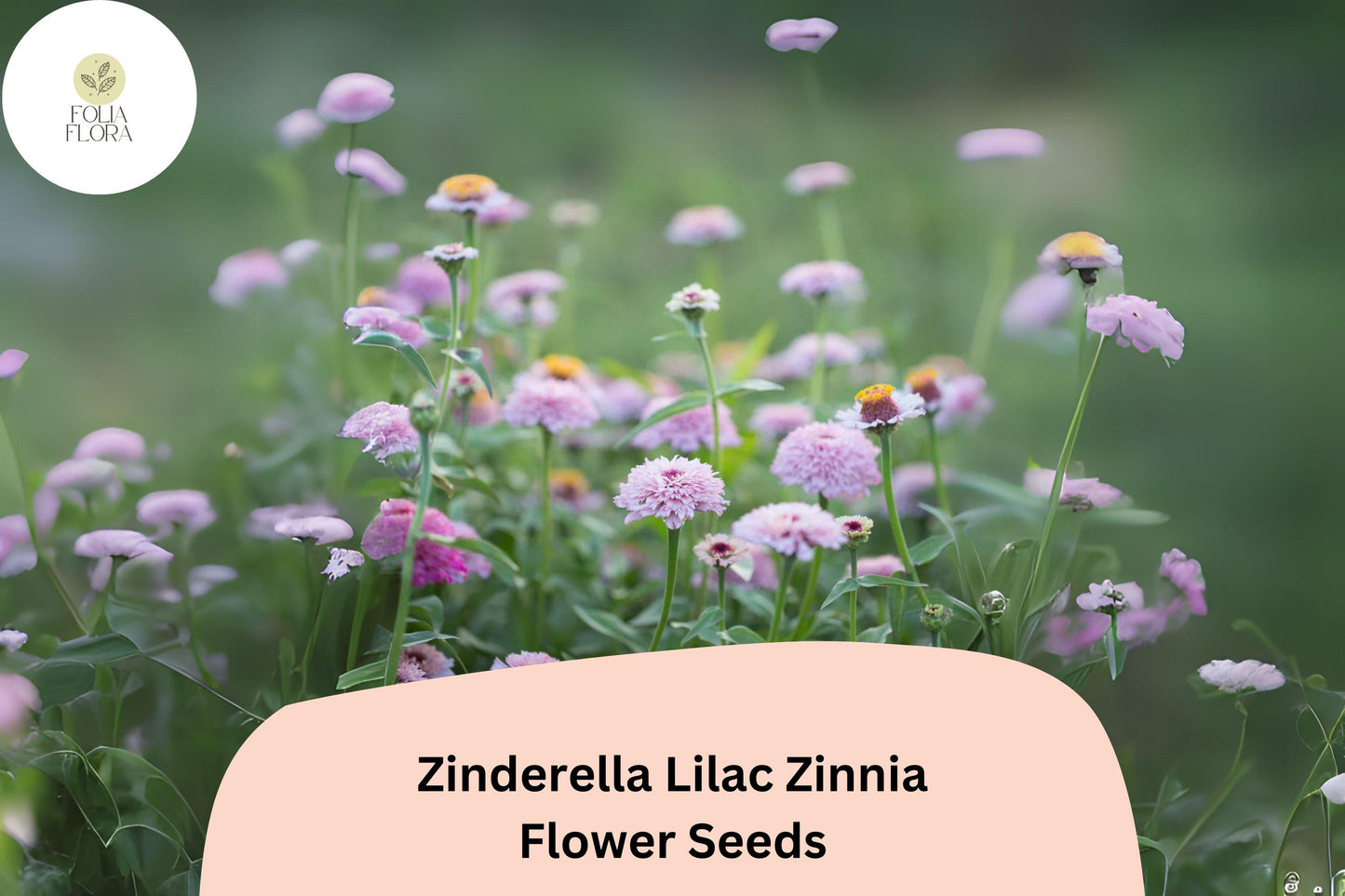 Zinderella Lilac Zinnia Seeds - 100+ Non-GMO Zinnia elegans - Rare Double Scabiosa Blooms in Soft Lilac-Purple - Easy to Grow