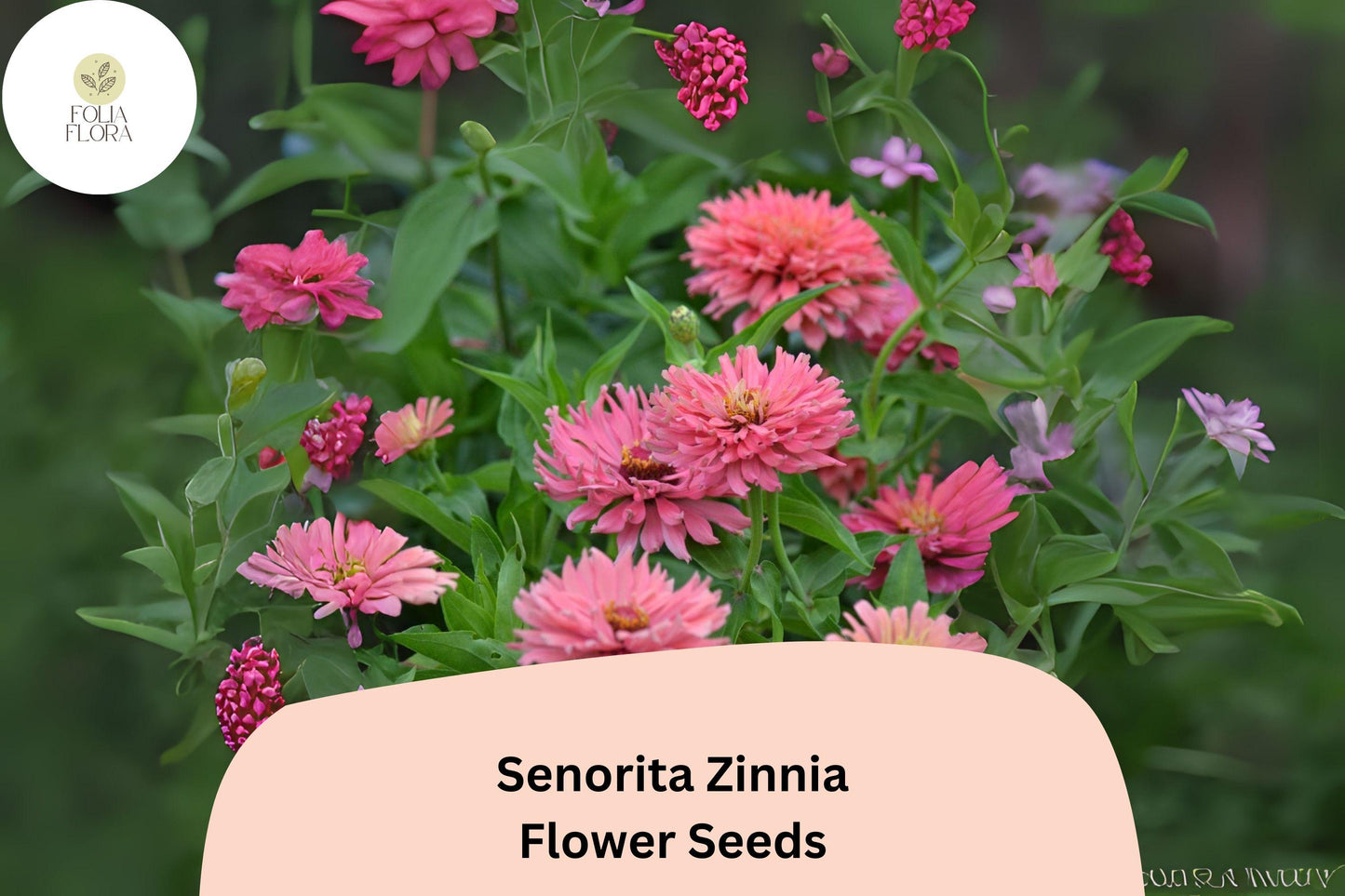 Señorita Zinnia Seeds - 100+ Bright Pink Blooms for Garden & Cut Flowers - Zinnia elegans
