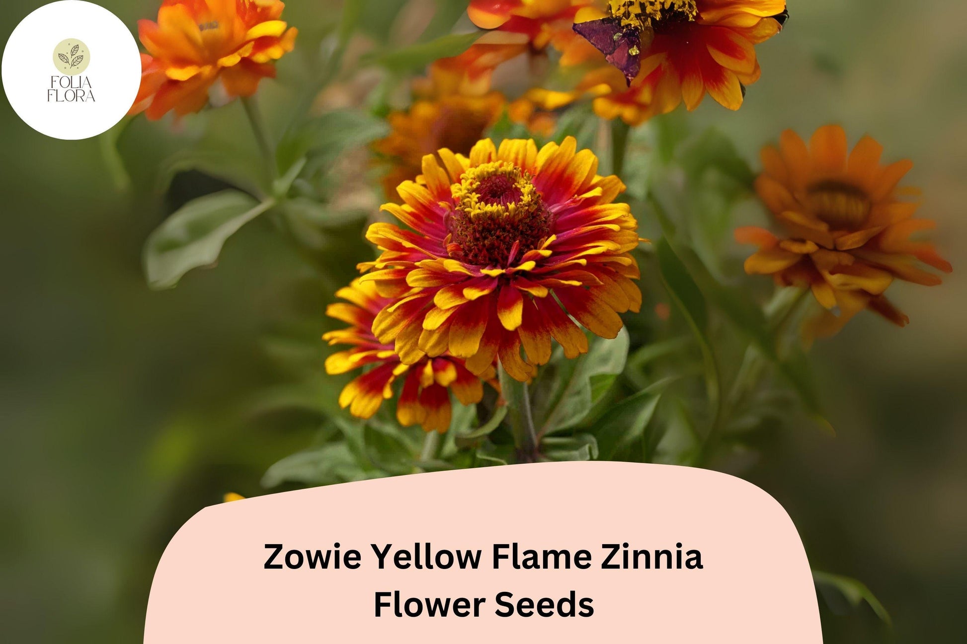 Zowie Yellow Flame Zinnia Seeds - 100+ Non-GMO Bi-Color Blooms, Zinnia elegans, Easy-to-Grow Annual for Gardens