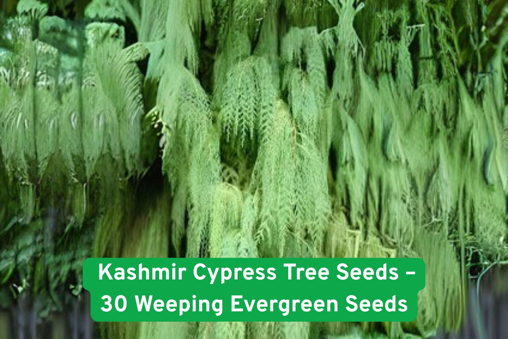 Kashmir Cypress Tree Seeds - 30 Weeping Evergreen Seeds, Cupressus cashmeriana, Hardy & Low-Maintenance for Garden Elegance