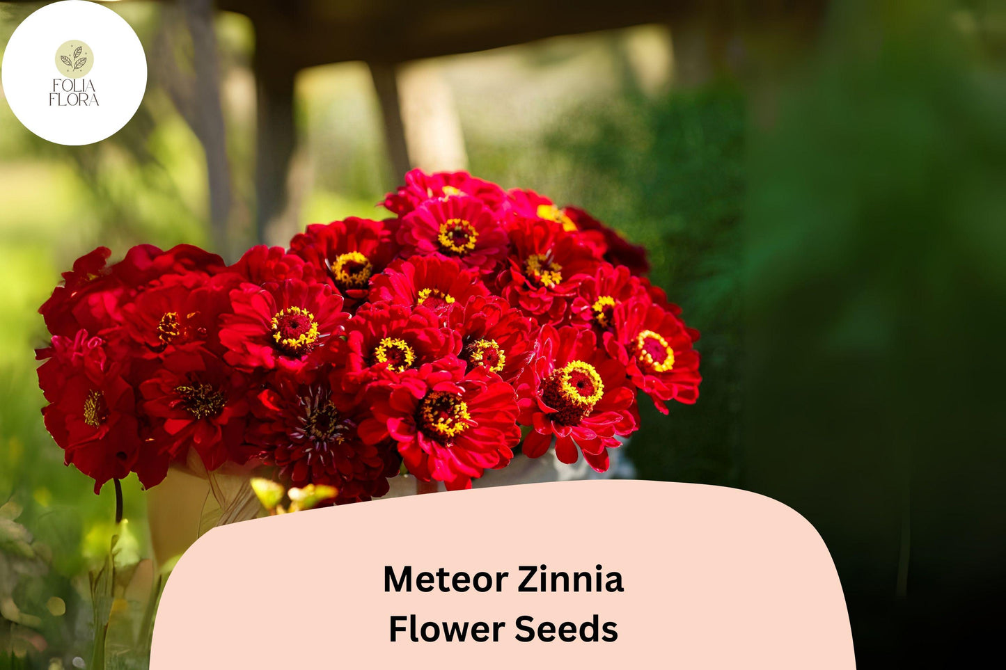 Meteor Zinnia Seeds - 100+ Deep Red Blooms for Garden Planting, Borders & Cut Flowers (Zinnia elegans)