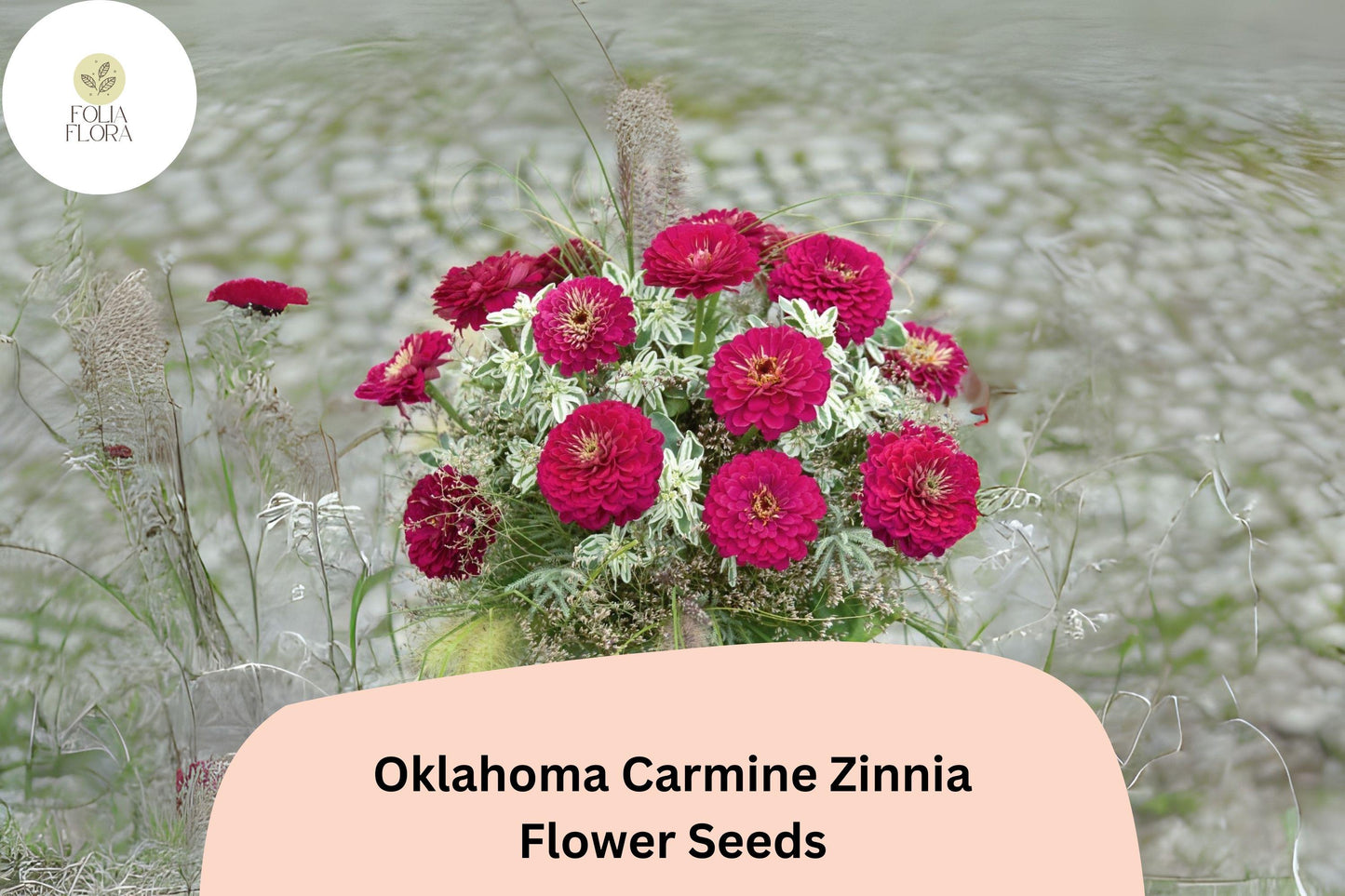 Oklahoma Carmine Zinnia Seeds - 100+ Non-GMO Rose-Red Blooms (Zinnia elegans) for Garden Beds, Borders & Cut Flowers