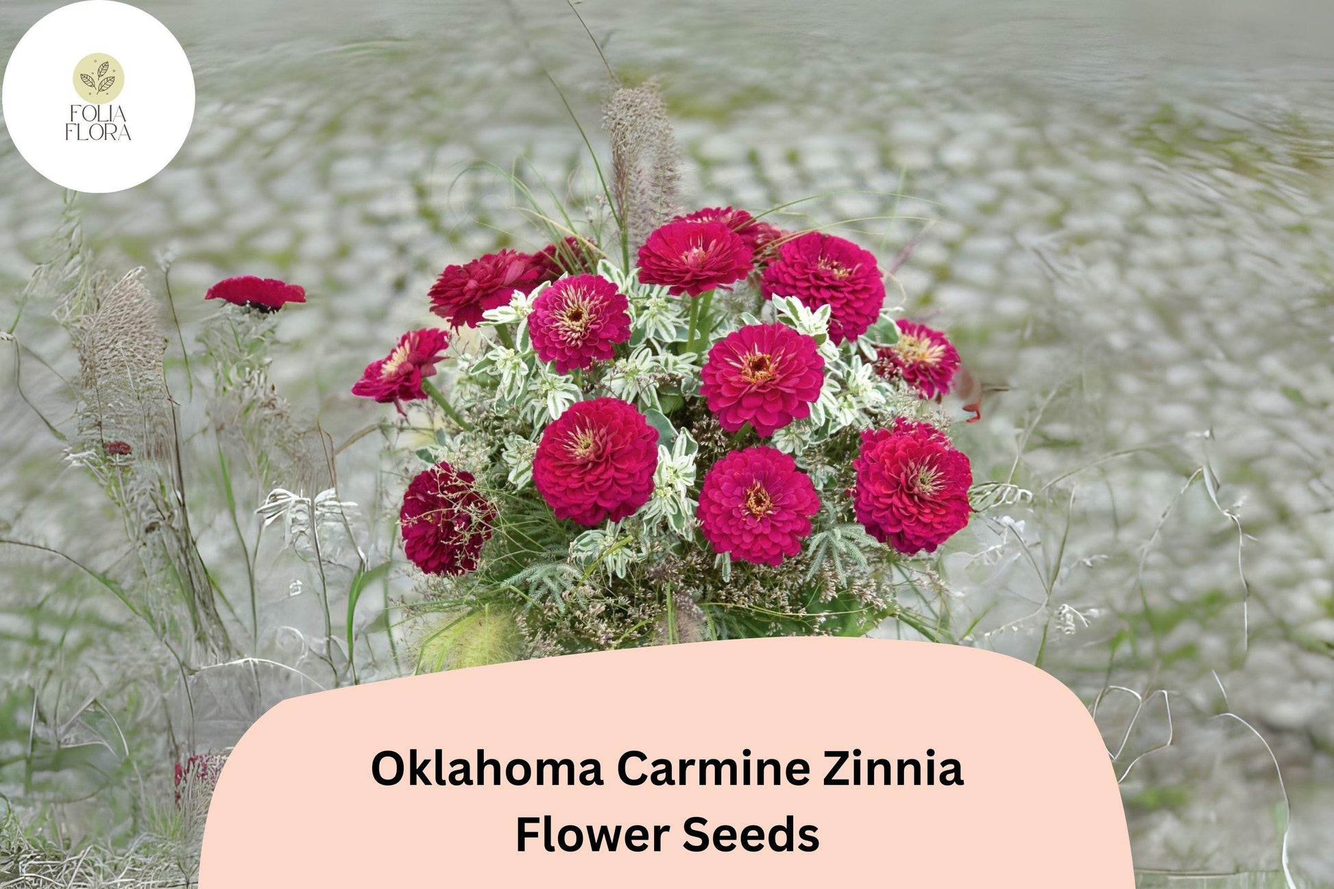 Oklahoma Carmine Zinnia Seeds - 100+ Non-GMO Rose-Red Blooms (Zinnia elegans) for Garden Beds, Borders & Cut Flowers
