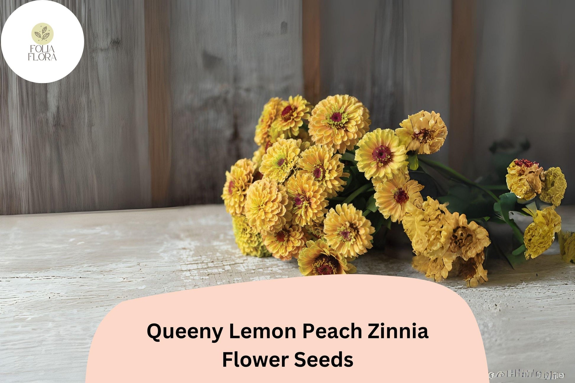 Queeny Lemon Peach Zinnia Seeds - 100+ Non-GMO Zinnia elegans, Multi-Tone Peach & Yellow Blooms, Easy to Grow Annual Seeds