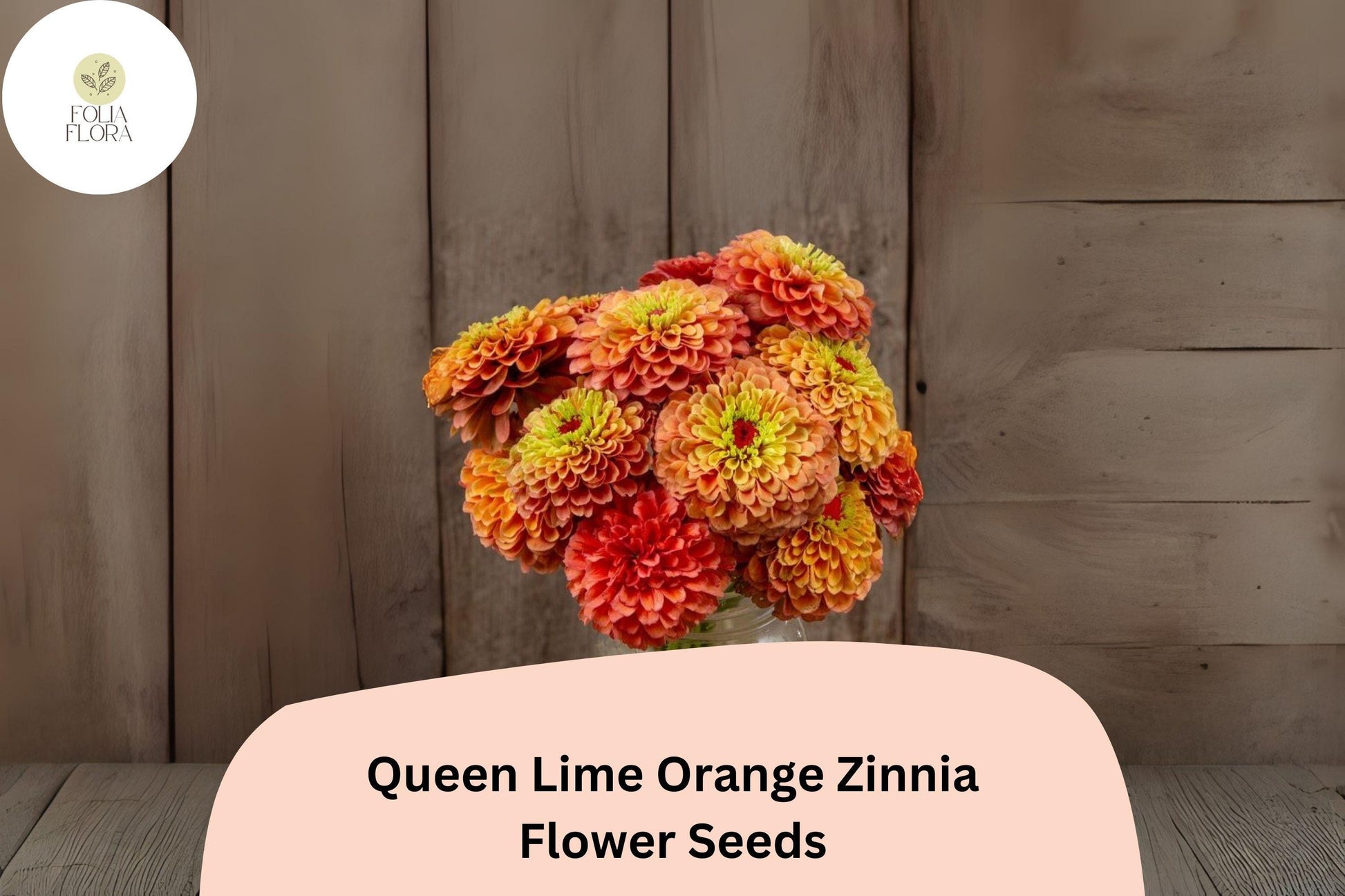 Queen Lime Orange Zinnia Seeds - 100+ Non-GMO Zinnia elegans - Peach, Orange & Lime Blooms for Garden & Bouquets