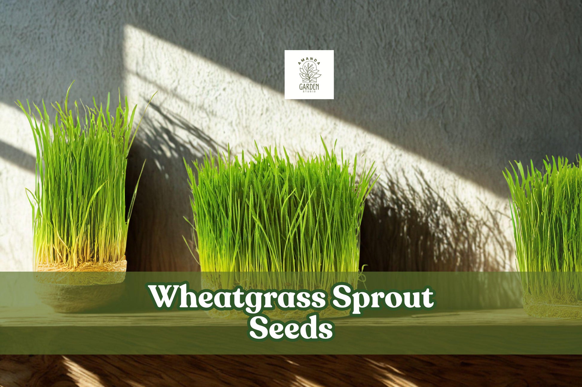 Wheatgrass Sprout Seeds 500 Count Non-GMO Easy Grow Triticum aestivum Juicing Pet Grass Indoor Outdoor Gardening