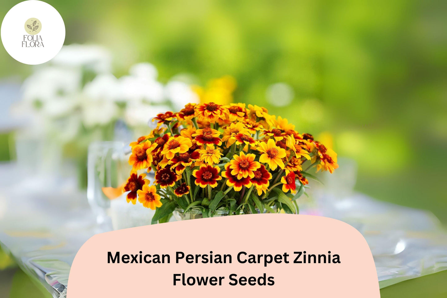 Mexican Persian Carpet Zinnia Seeds – 100+ Non-GMO, Colorful Dwarf Mix (Zinnia haageana) for Garden Beds & Containers