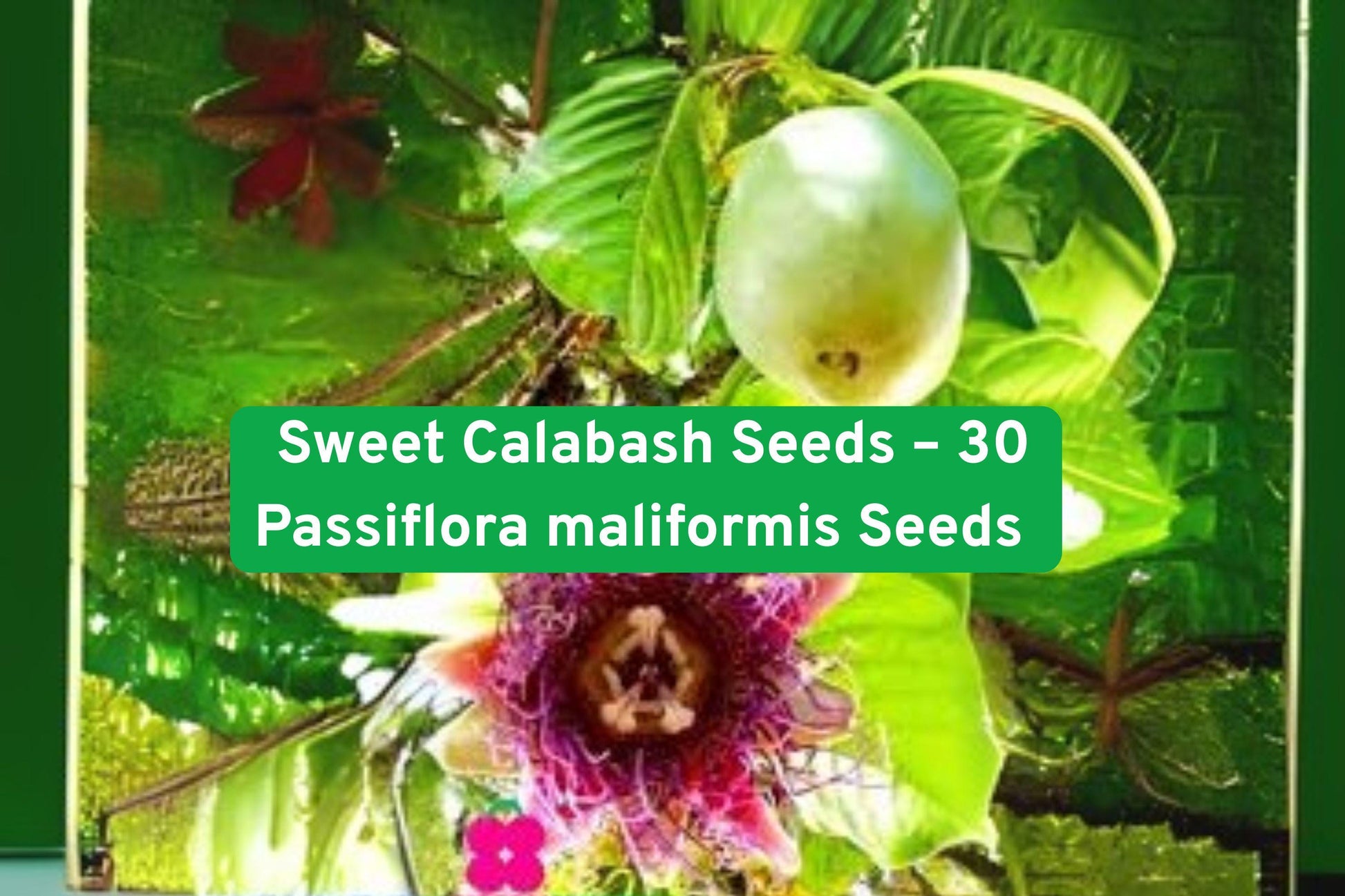 Sweet Calabash Seeds - 30 Non-GMO Passiflora maliformis | Wild Purple Passionfruit Vine for Edible Landscaping & Trellises
