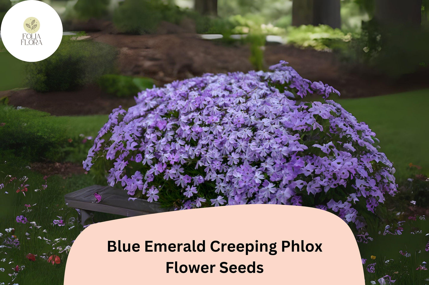 Blue Emerald Creeping Phlox Seeds | 100+ Blue-Lavender Perennial Ground Cover | Phlox subulata | Drought-Tolerant Erosion Control