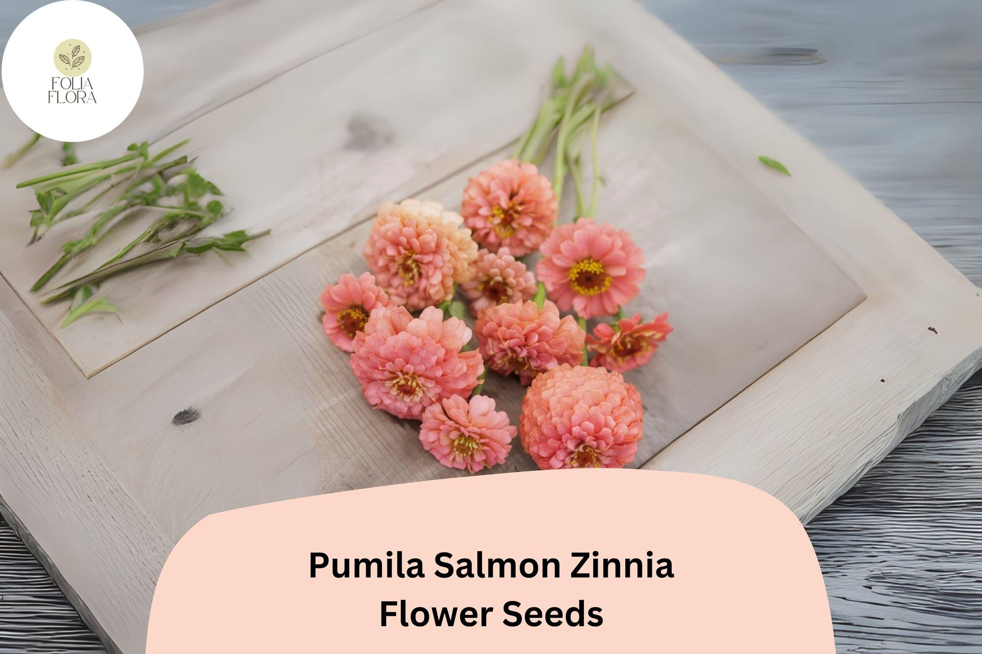 Pumila Salmon Zinnia Seeds - 100+ Non-GMO Seeds, Soft Salmon-Pink Blooms, Zinnia elegans for Garden Beds & Cut Flowers
