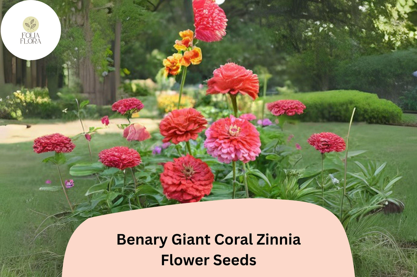 Benary Giant Coral Zinnia Seeds - 100+ Non-GMO Coral Pink Blooms - Zinnia elegans for Cutting Gardens & Summer Borders