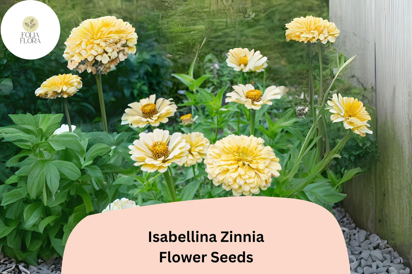 100+ Isabellina Zinnia Seeds - Pale Cream Blooms for Bouquets & Cottage Gardens - Zinnia elegans