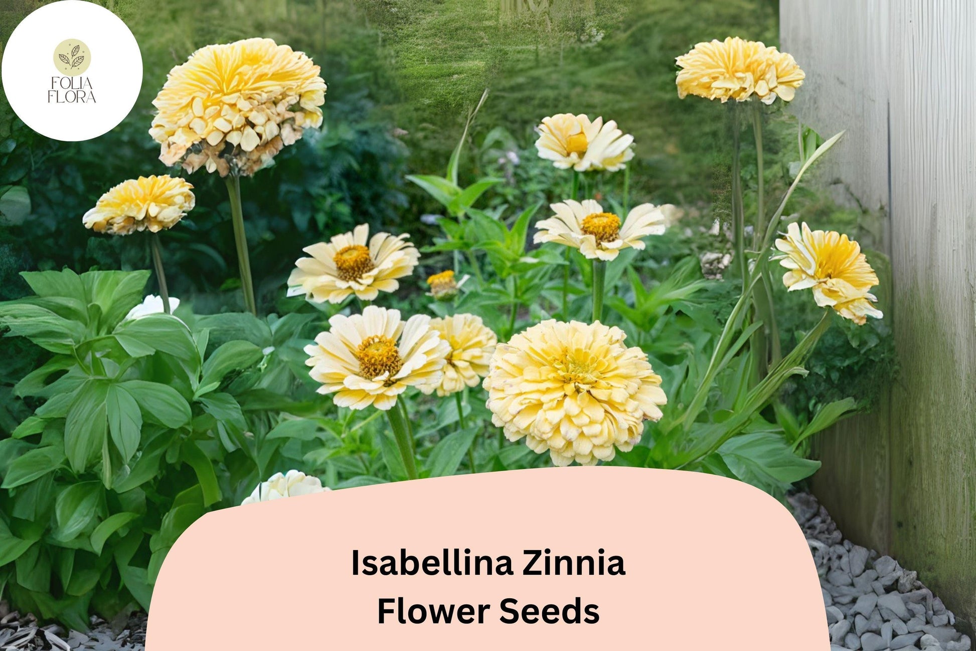 100+ Isabellina Zinnia Seeds - Pale Cream Blooms for Bouquets & Cottage Gardens - Zinnia elegans