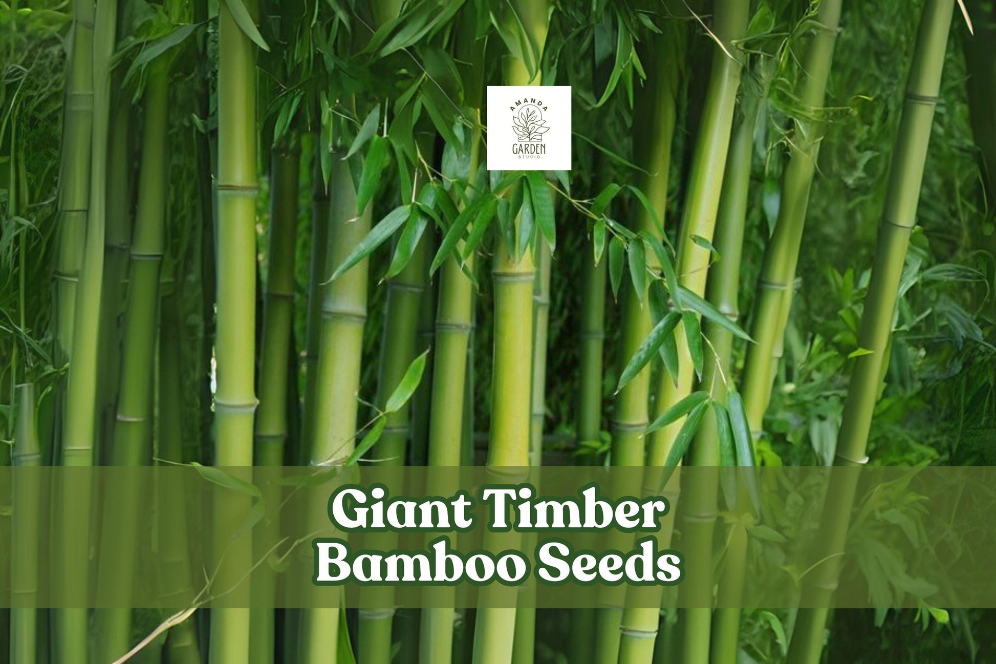 Giant Timber Bamboo Seeds - 100 Count - Fast Growing Privacy Screen - Bambusa oldhamii - Tropical Ornamental Grass