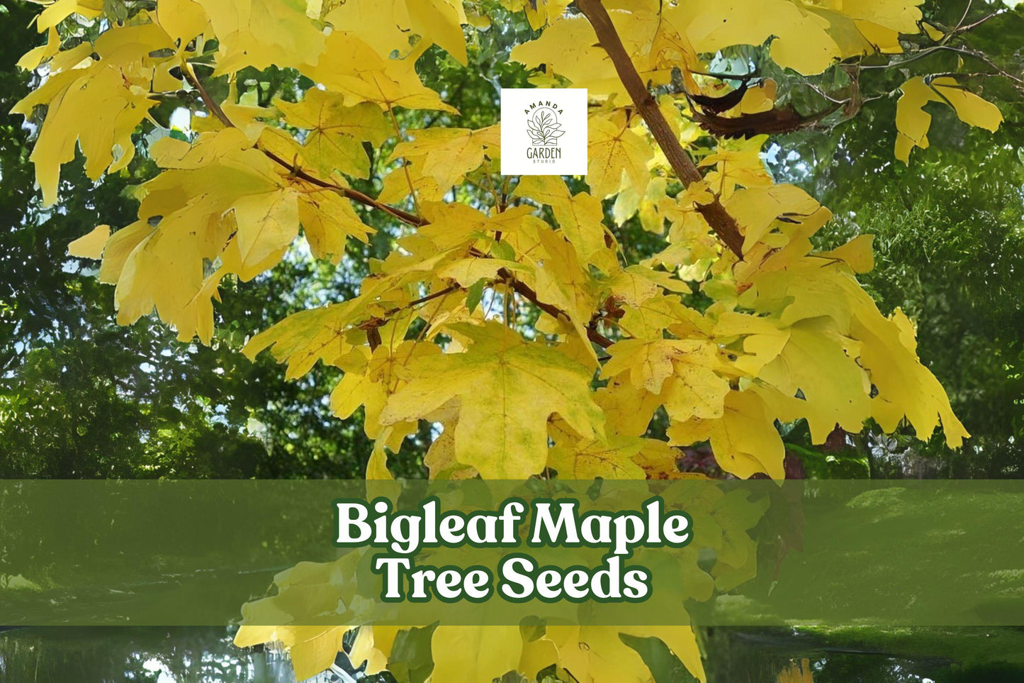 30 Bigleaf Maple Tree Seeds - Acer macrophyllum, Hardy Shade Tree, Fast-Growing, Ornamental Foliage, Beautiful Fall Color