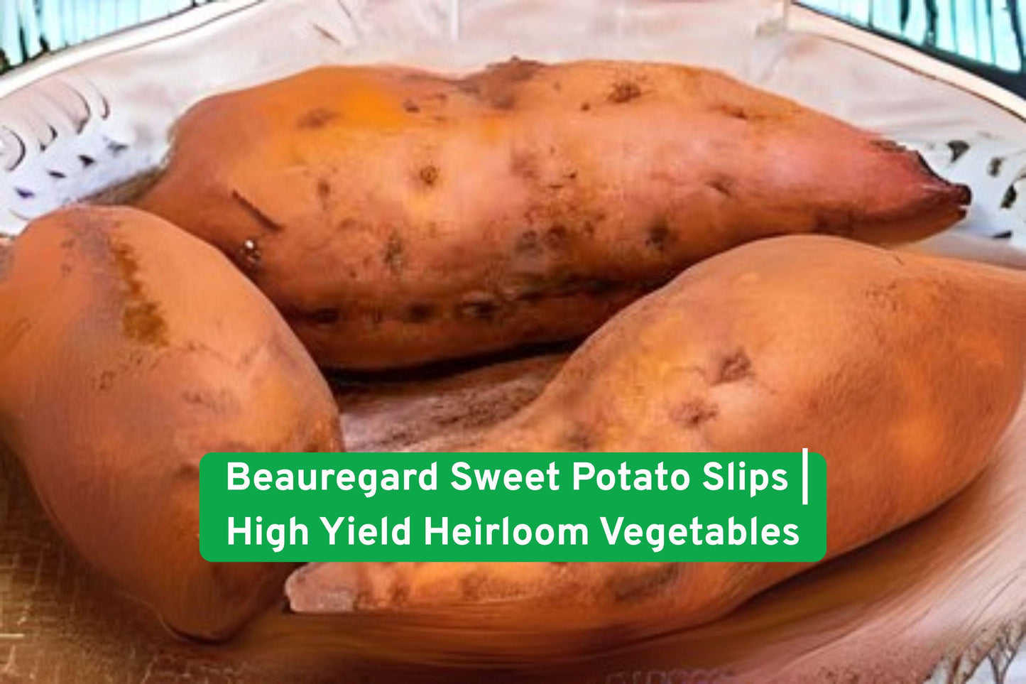 Beauregard Sweet Potato Slips - 3 Pack, High Yield Heirloom (Ipomoea batatas), Non-GMO, Perfect for Home Gardens