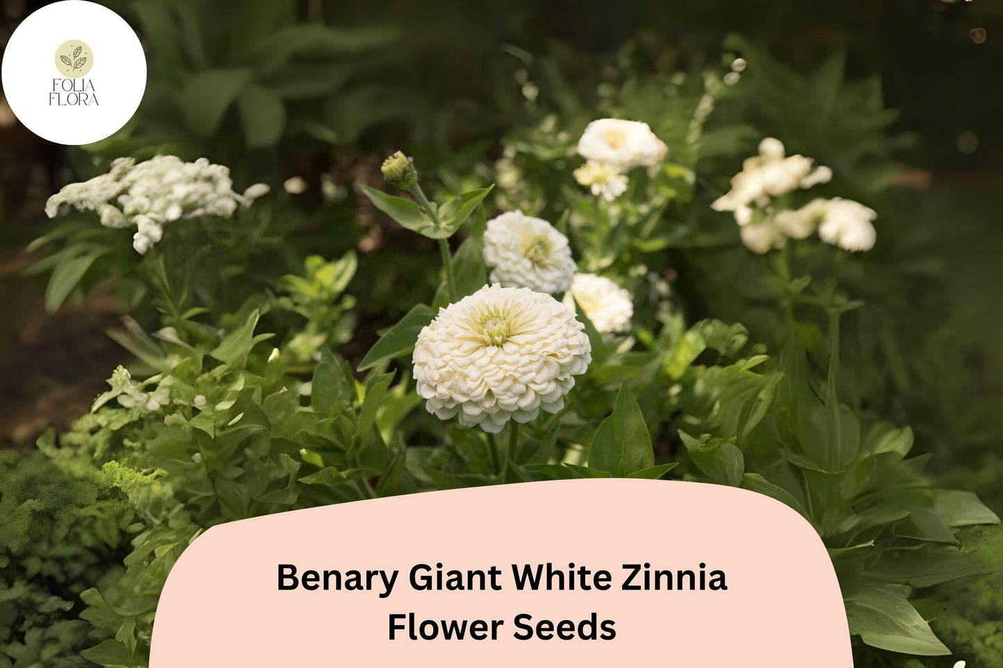 100+ Benary Giant White Zinnia Seeds - Non-GMO Elegant Cut Flower (Zinnia elegans) for Summer Gardens and Bouquets