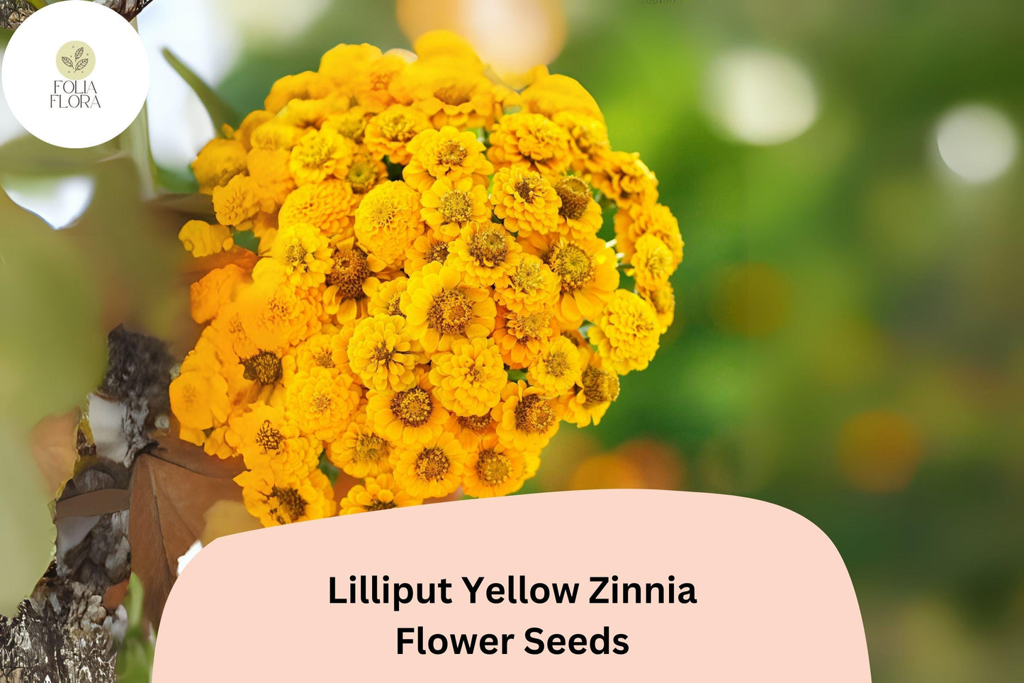 Lilliput Yellow Zinnia Seeds - 100+ Non-GMO Double Bloom (Zinnia elegans) - Compact, Pollinator-Friendly for Borders & Gardens