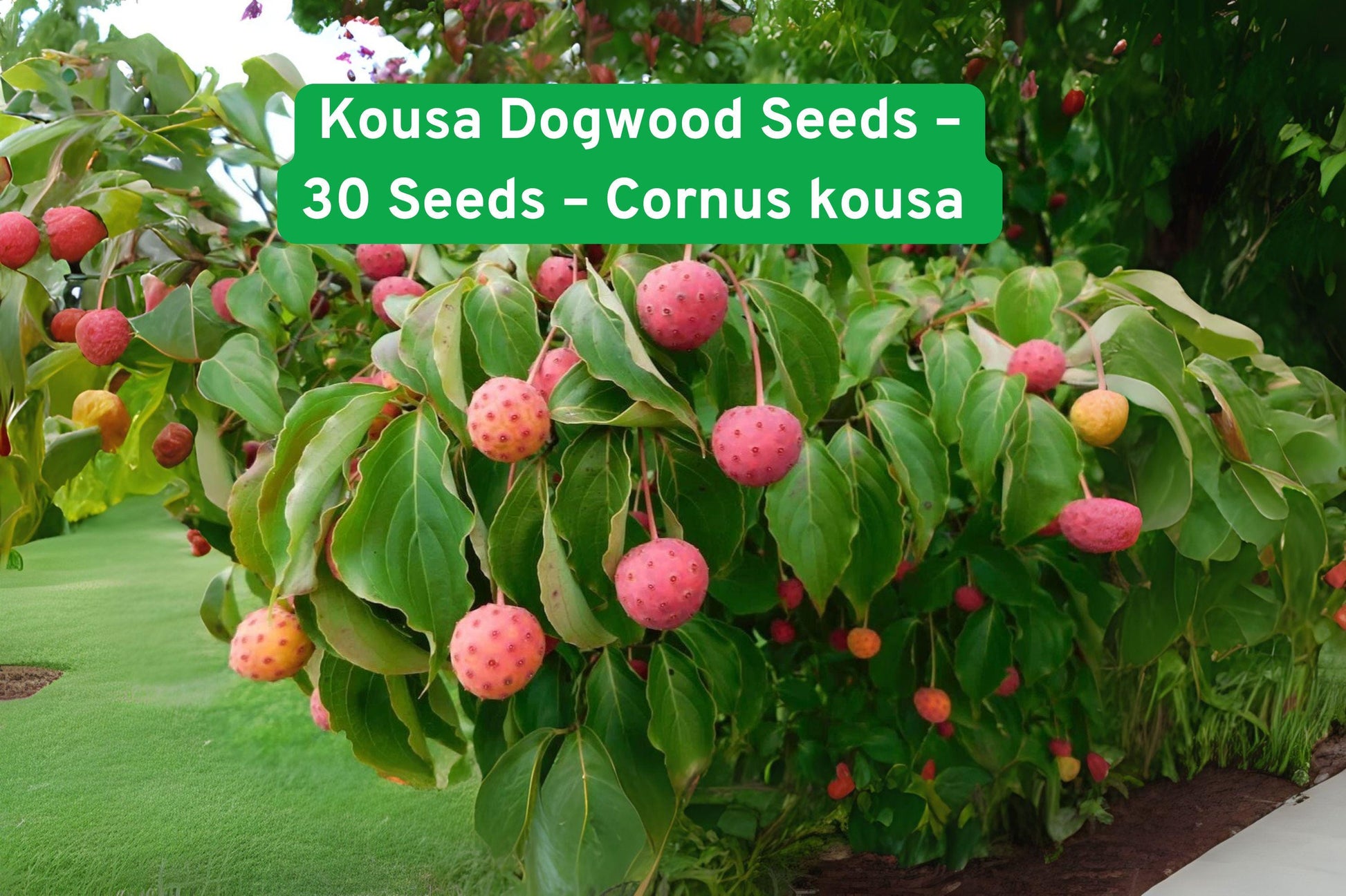 Kousa Dogwood Seeds - 30 Premium Seeds, Vibrant Red Stems, Ornamental Tree, Cornus kousa for Four-Season Beauty