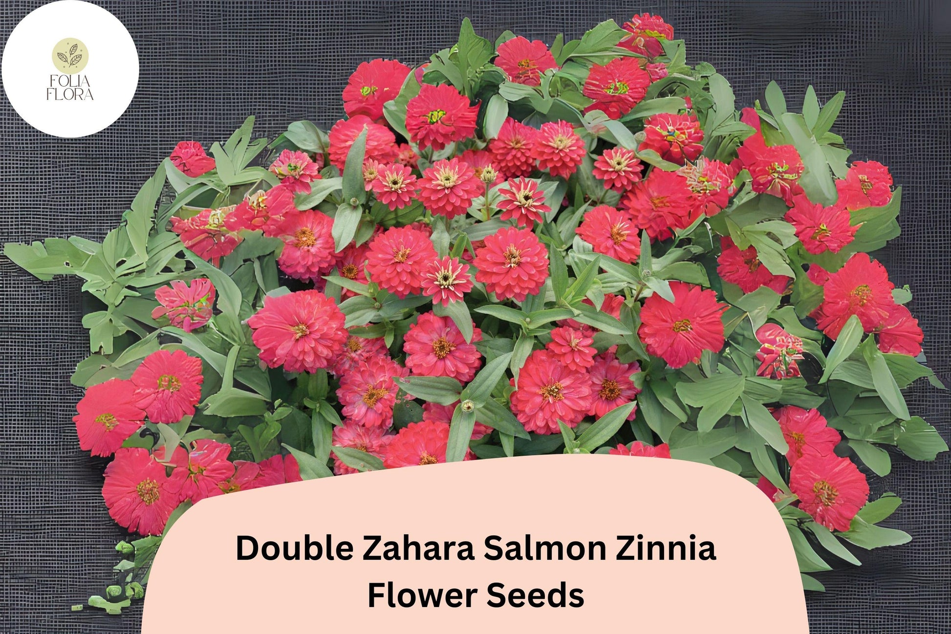 100+ Double Zahara Salmon Zinnia Seeds - Coral-Pink Blooms (Zinnia marylandica) - Compact, Non-GMO, Pollinator-Friendly Annual