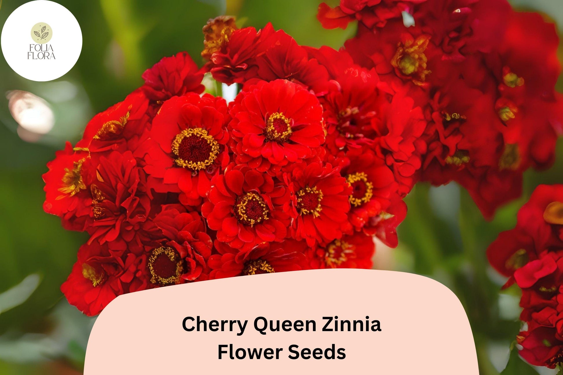 Cherry Queen Zinnia Seeds - 100+ Non-GMO Cherry-Red Blooms (Zinnia elegans) for Summer Gardens & Cut Flowers