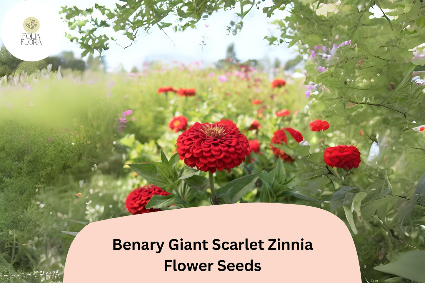 Benary Giant Scarlet Zinnia Seeds - 100+ Non-GMO Scarlet-Red Blooms (Zinnia elegans) for Cutting Gardens & Summer Displays