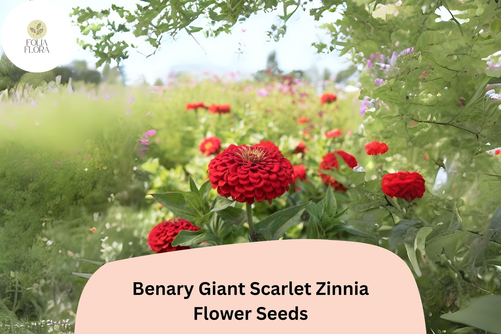 Benary Giant Scarlet Zinnia Seeds - 100+ Non-GMO Scarlet-Red Blooms (Zinnia elegans) for Cutting Gardens & Summer Displays
