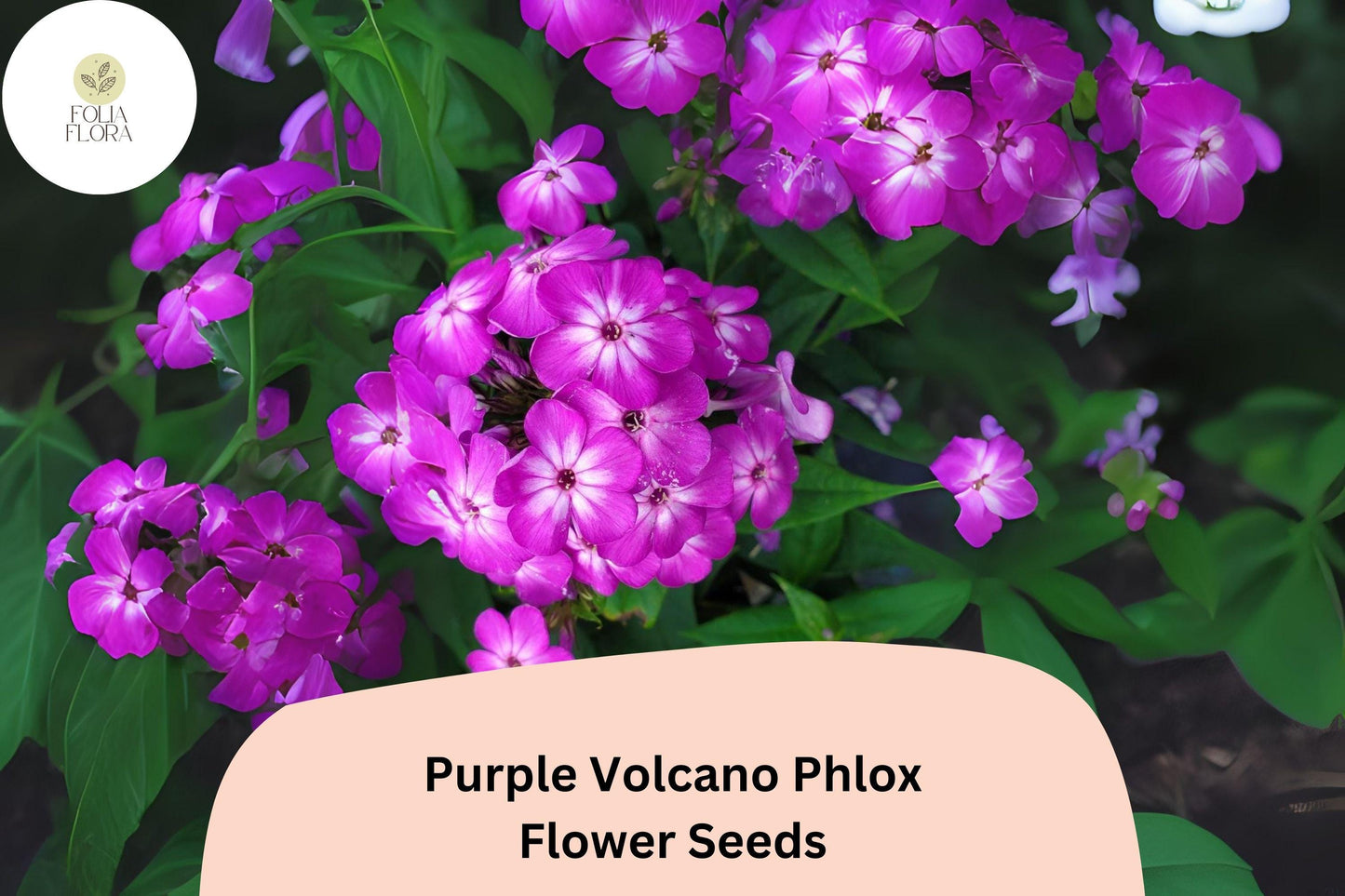 Purple Volcano Phlox Seeds | 100+ Deep Purple Annual Flower Seeds | Phlox drummondii | Pollinator-Friendly Garden Plant