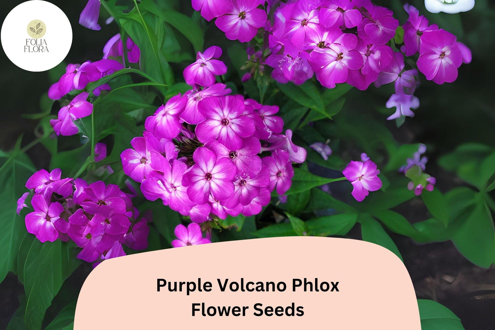 Purple Volcano Phlox Seeds | 100+ Deep Purple Annual Flower Seeds | Phlox drummondii | Pollinator-Friendly Garden Plant