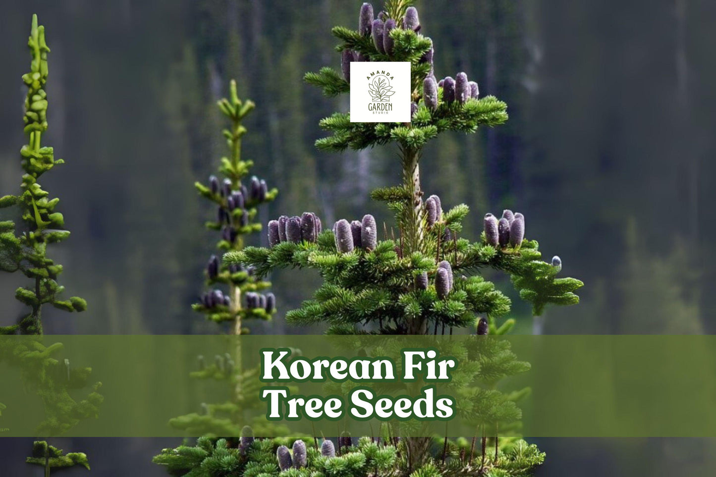 Korean Fir Tree Seeds - 20 Fresh Seeds - Blue Cones - Abies koreana - Ornamental Evergreen for Landscaping & Bonsai